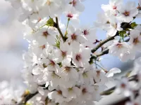 Пазл Цветение вишни