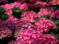 Пазл Цветет и пахнет