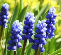 Пазл Мышиный гиацинт