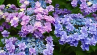 Пазл Цветы гортензии