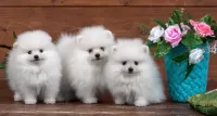 Пазл Цветы и щенки