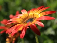 Пазл Цветик