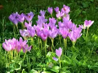 Пазл Цветики