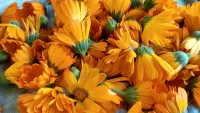 Пазл Цветки календулы