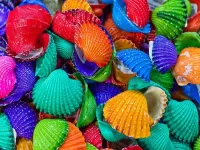 Пазл Цветные ракушки