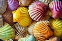 Пазл Цветные ракушки