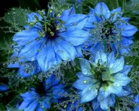 Пазл Нигелла голубая 