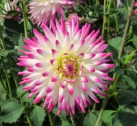 Пазл Цветок георгина