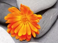 Пазл Цветок и камни