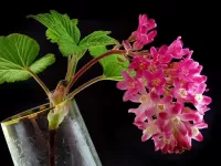 Пазл Цветущий побег