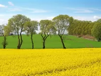 Пазл Цветущий рапс