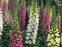 Пазл Наперстянка или Дигиталис