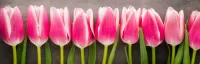 Пазл Тюльпаны
