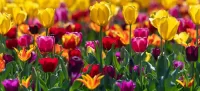 Пазл Тюльпаны