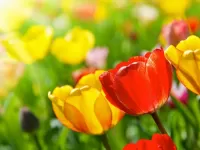 Пазл Тюльпаны