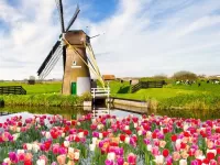 Пазл Тюльпаны и мельница