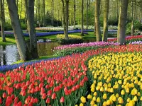 Пазл Тюльпаны у ручья