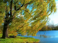 Пазл У реки