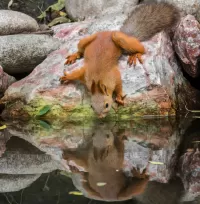 Пазл У воды