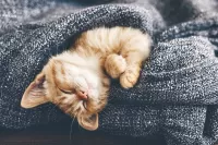 Пазл Удобная кровать