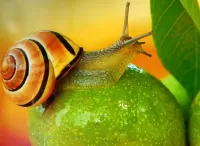 Пазл Улитка