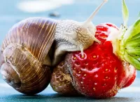 Пазл Улитка и ягода