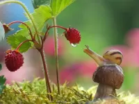 Пазл Улитка и земляника