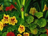 Пазл Улитка на стебле