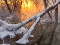Пазл Упавшее дерево
