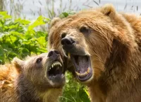 Пазл Урок пения