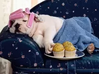 Пазл Уставший бульдог