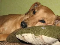 Пазл Уставший пес