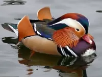Пазл Утка мандаринка