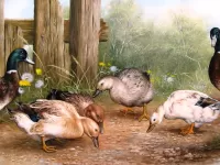 Пазл Утки 