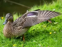 Пазл Уточка в траве