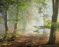 Пазл Утро в лесу