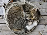 Пазл Уютненько