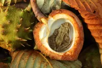 Пазл Уютное гнездышко