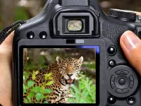 Пазл В фокусе