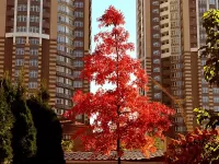 Пазл В городе осень