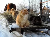 Пазл В гости на Новый год