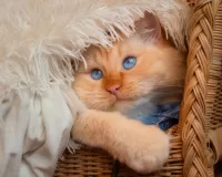 Пазл В корзине 