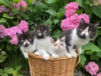 Пазл В корзине 