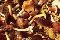 Пазл В корзинке