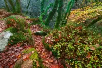 Пазл В лесу 