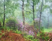 Пазл В лесу