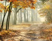 Пазл В осеннем лесу