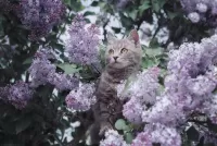 Пазл В сиреневых ветвях