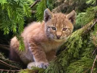 Пазл Рысенок в  зарослях