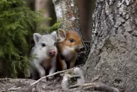 Пазл В засаде